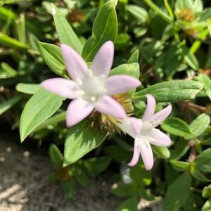 Meet your Posher, Alfredo